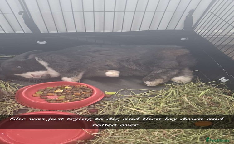 English Lop rabbits - Advert 1