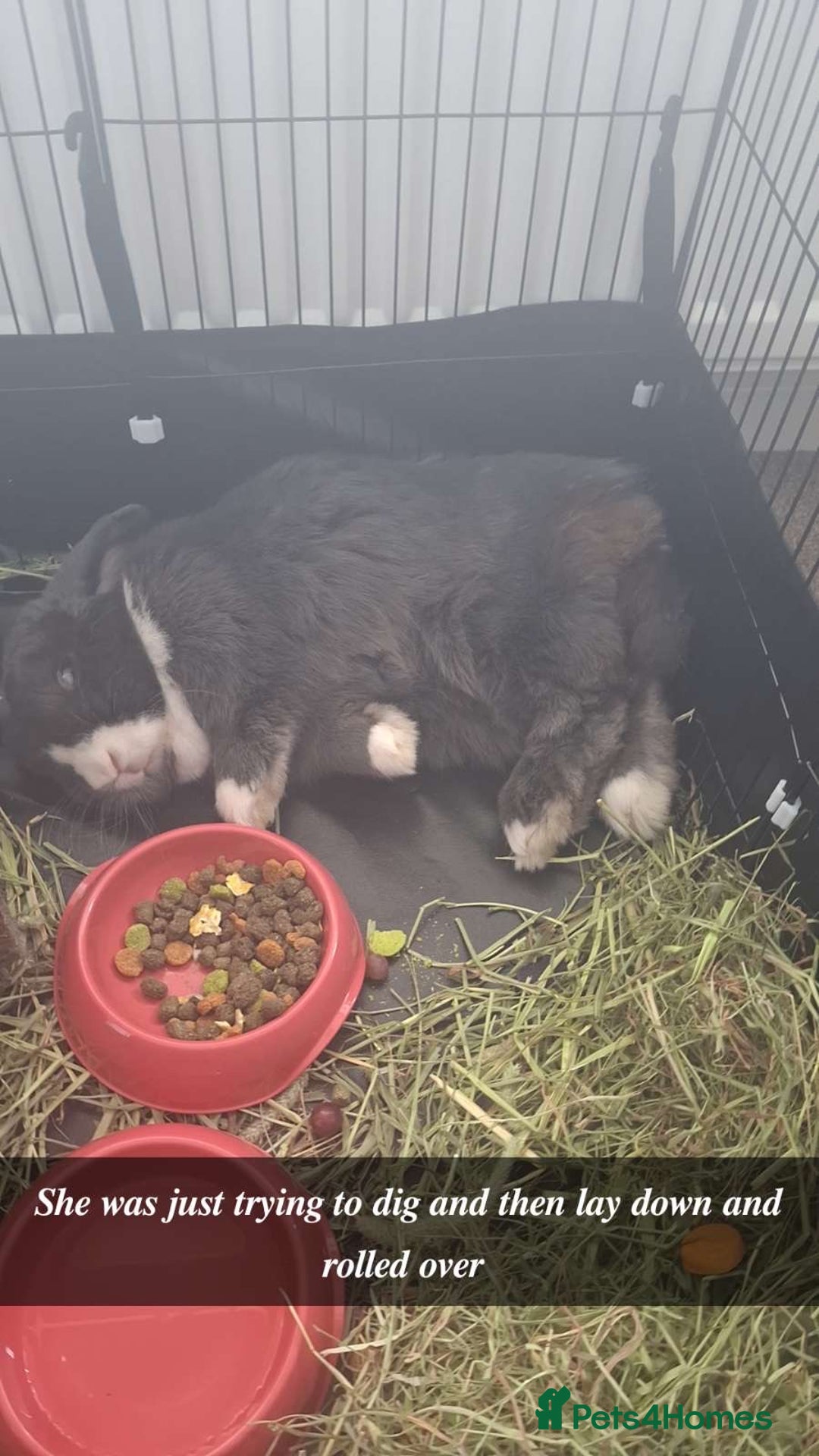 English Lop rabbits for sale: Thumper  - Image 1