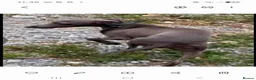 Italian Greyhound dogs for sale: Italian greyhound / whippet  - Advert 2