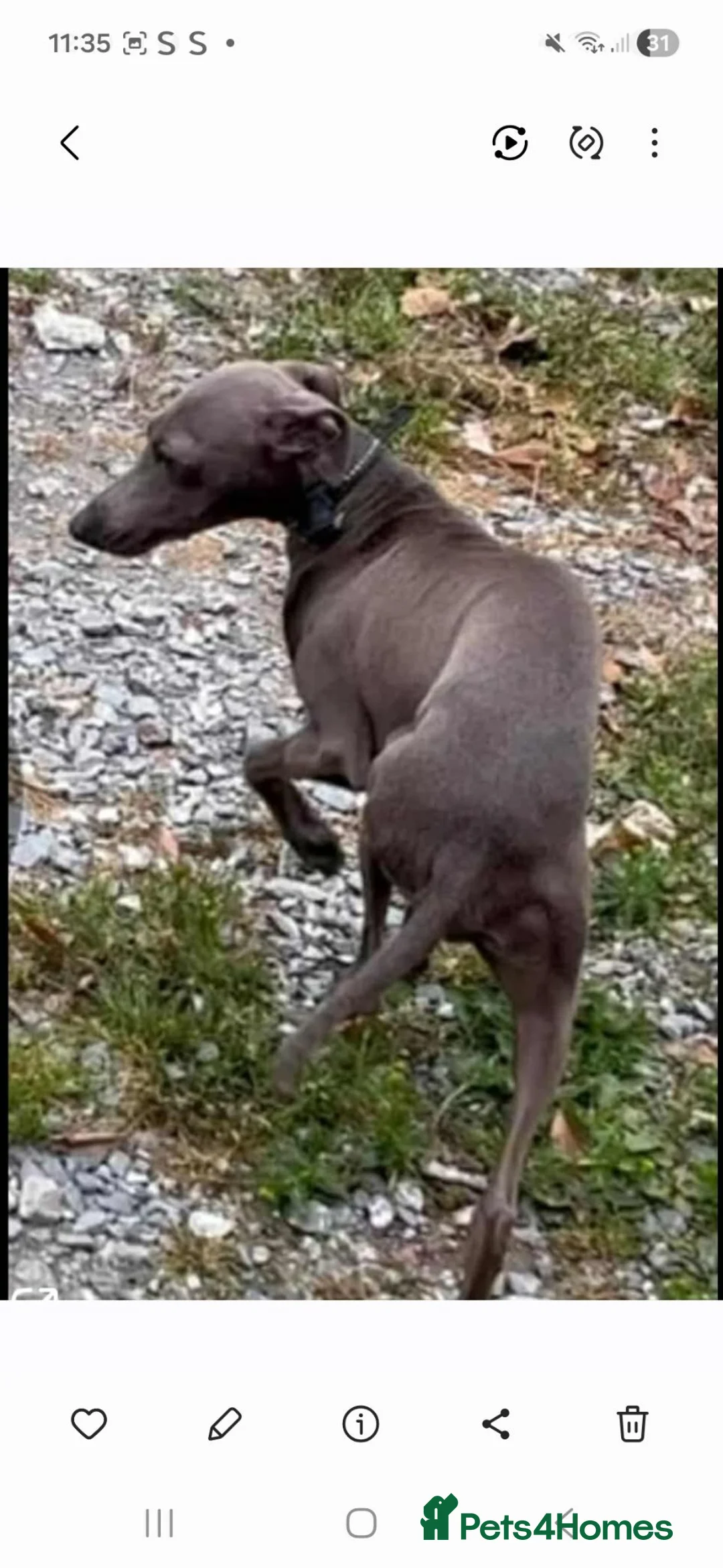 Italian Greyhound dogs for sale: Italian greyhound / whippet  - Advert 2