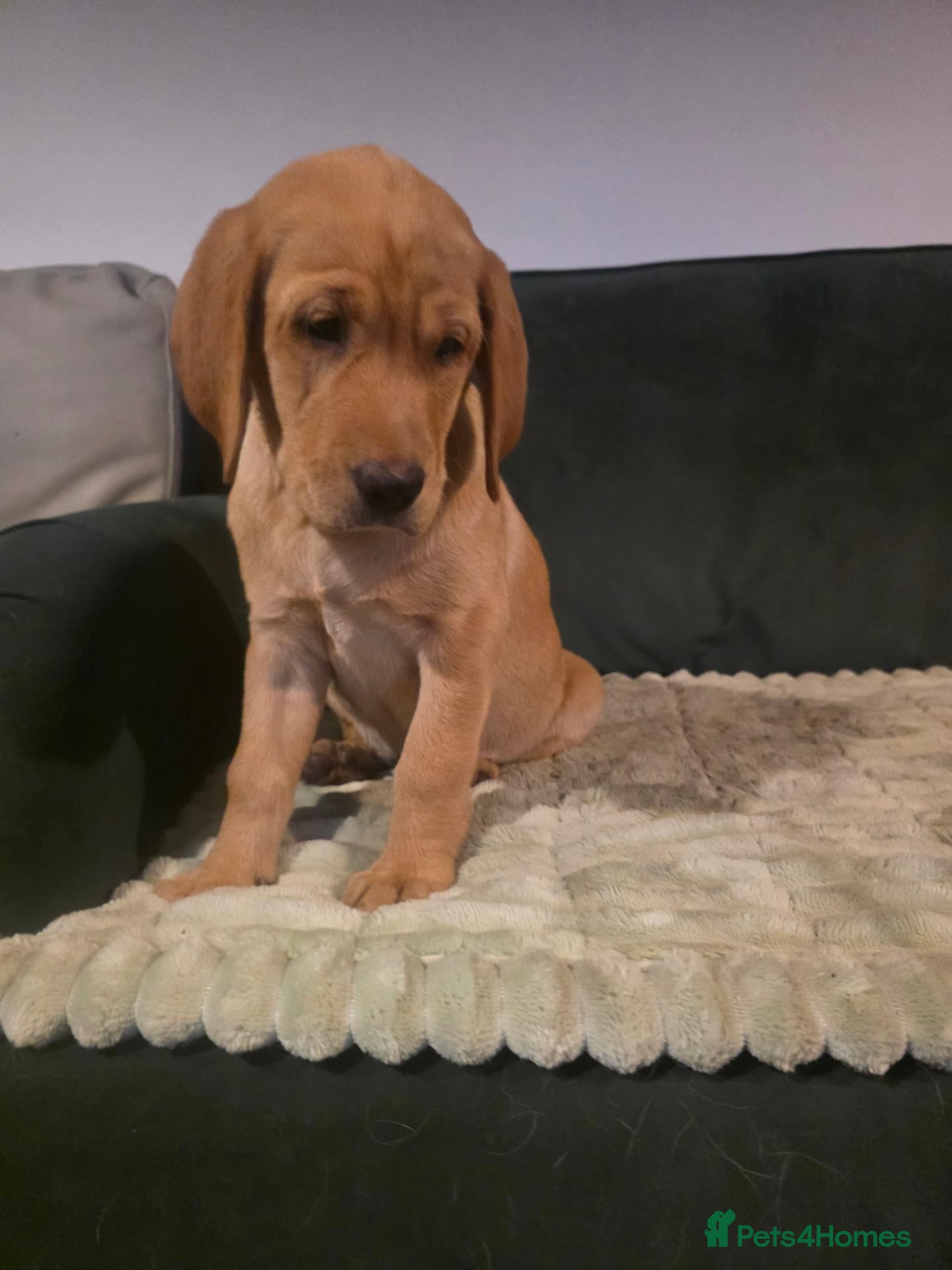 Labrador Retriever dogs BEAUTIFUL LAST REMAINING, HEALTH TESTED GIRL - Advert 2