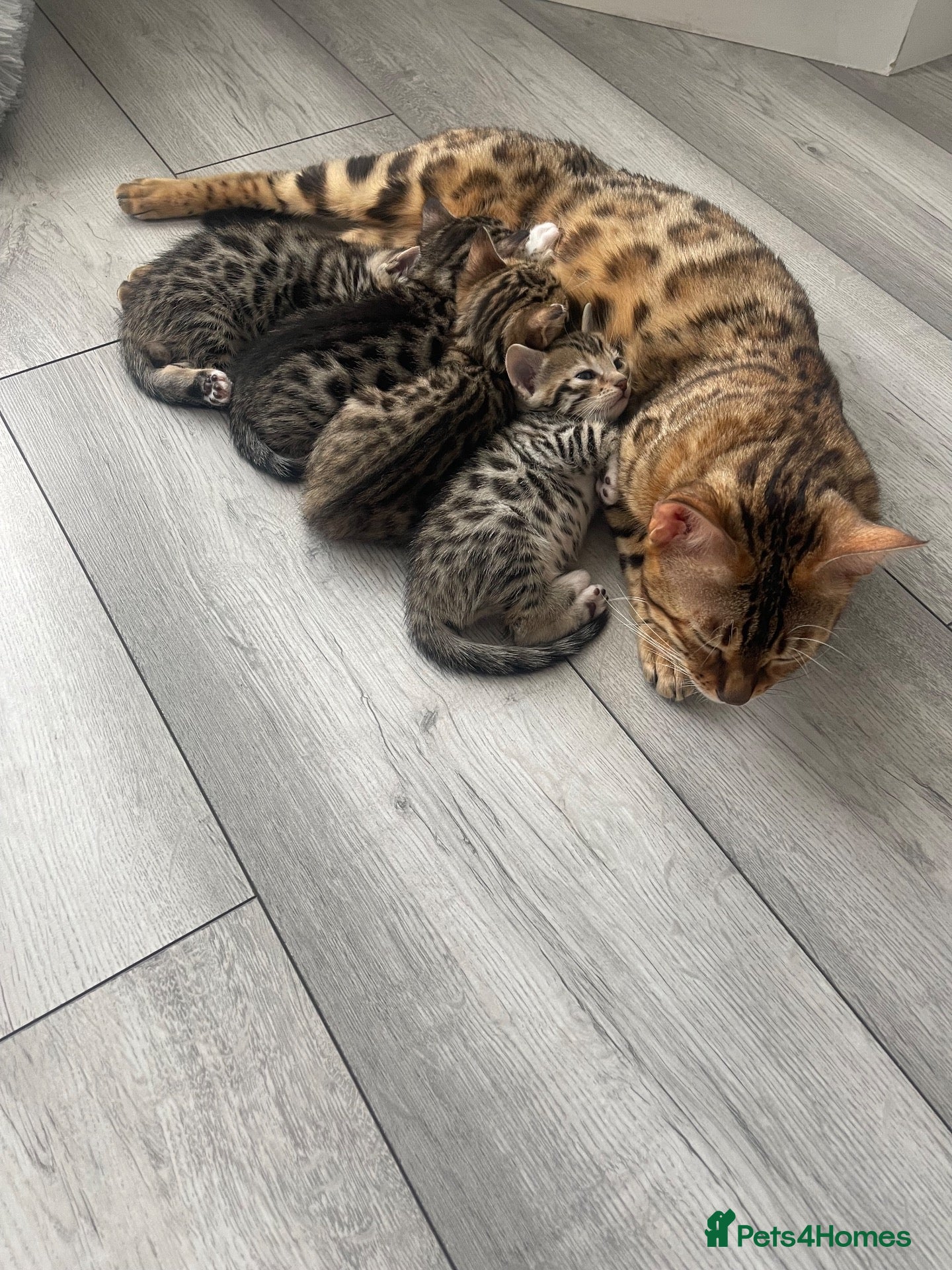 Mixed Breed cats Half bengal kittens - Advert 1