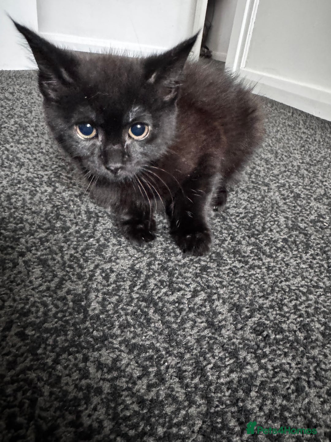 Mixed Breed cats for sale:  4 Kittens British long & short hair mixed breed. - Advert 14