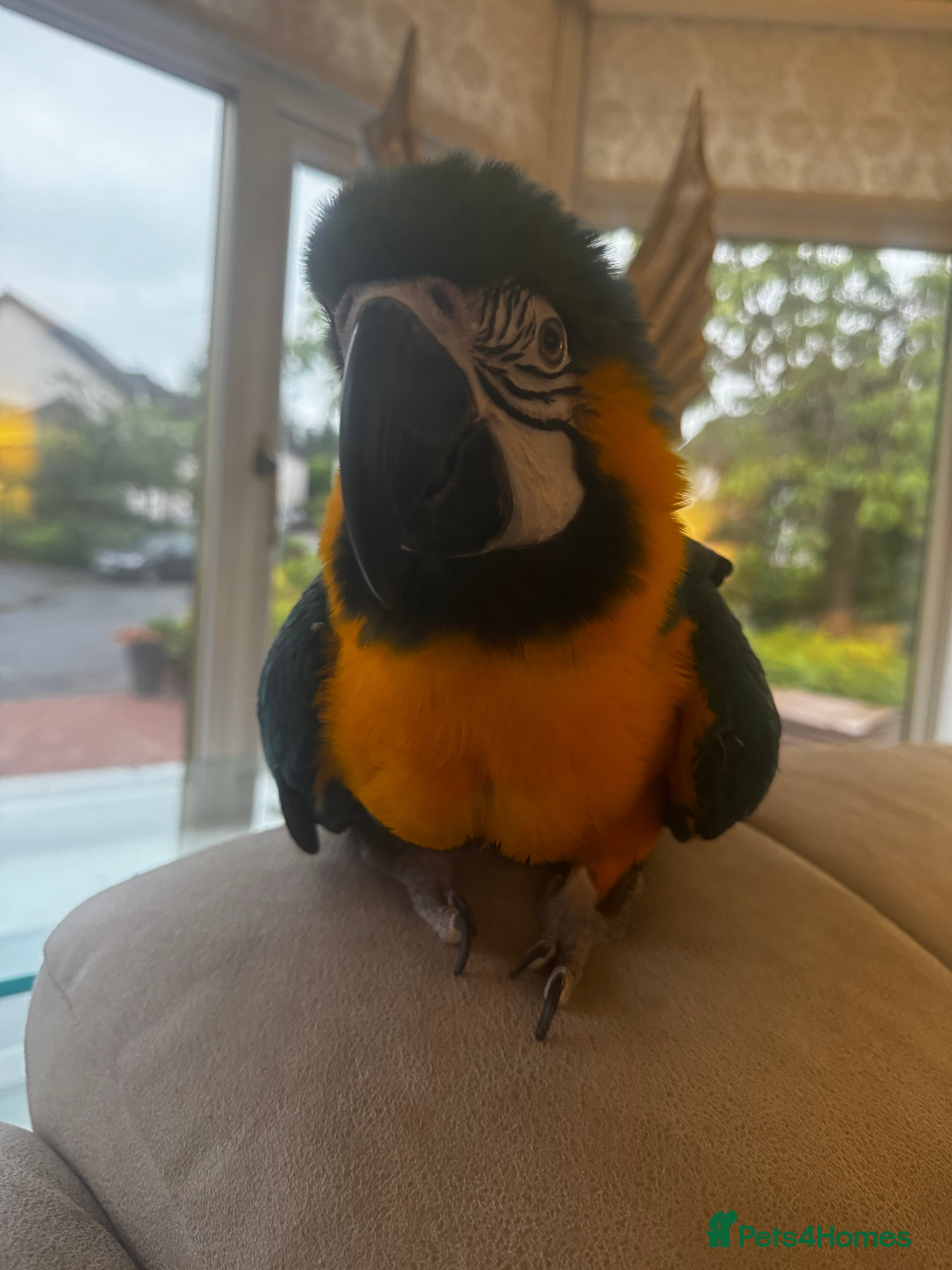 Macaws birds Family friendly Macaw  - Advert 1