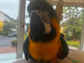 Macaws birds Family friendly Macaw - Advert 1