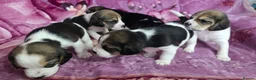 Beagle dogs for sale: Beautiful Beagle puppies looking for loving homes - Advert 5