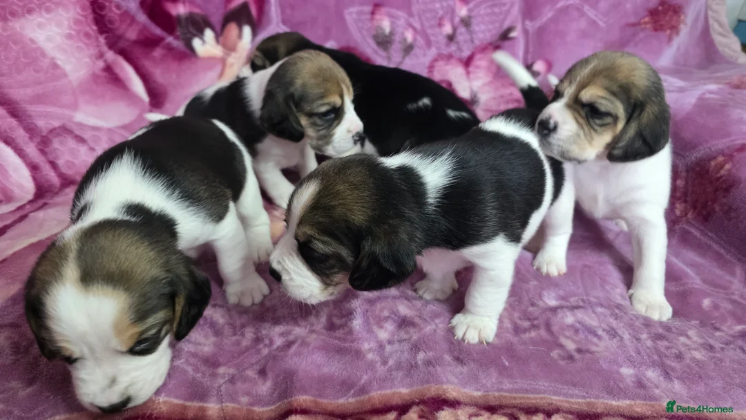Beagle dogs for sale: Beautiful Beagle puppies looking for loving homes - Advert 5