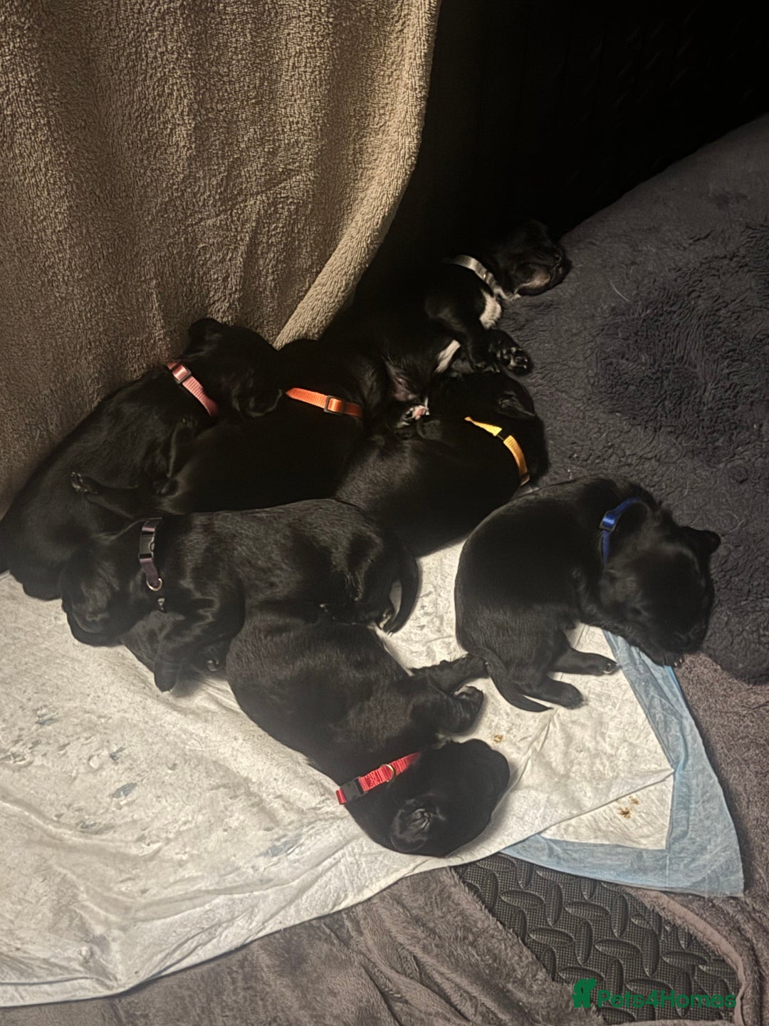 Mixed Breed dogs for sale: Sprockador puppies  - Image 15