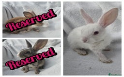 Mixed Breed rabbits for sale: 7 Baby Bunnies  - Image 2