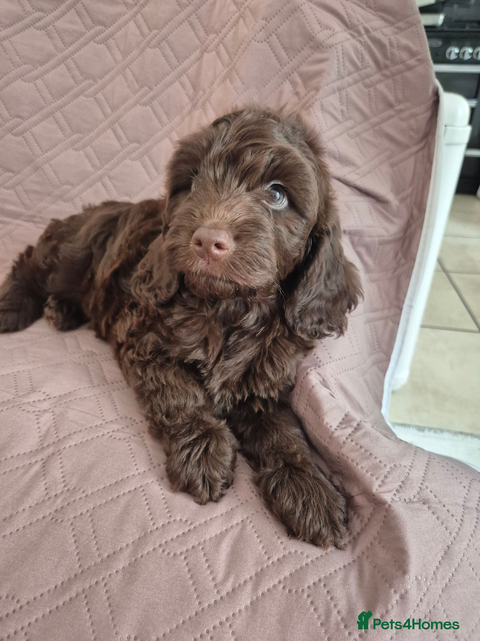 Cockapoo dogs Stunning F1B cockpoo puppy's  - Advert 4