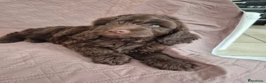 Cockapoo 1