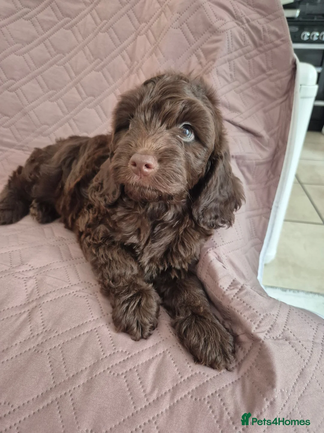 Cockapoo dogs for sale: Stunning F1B cockpoo puppy's  - Advert 1