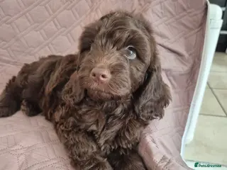 Cockapoo dogs Stunning F1B cockpoo puppy's - Advert 1