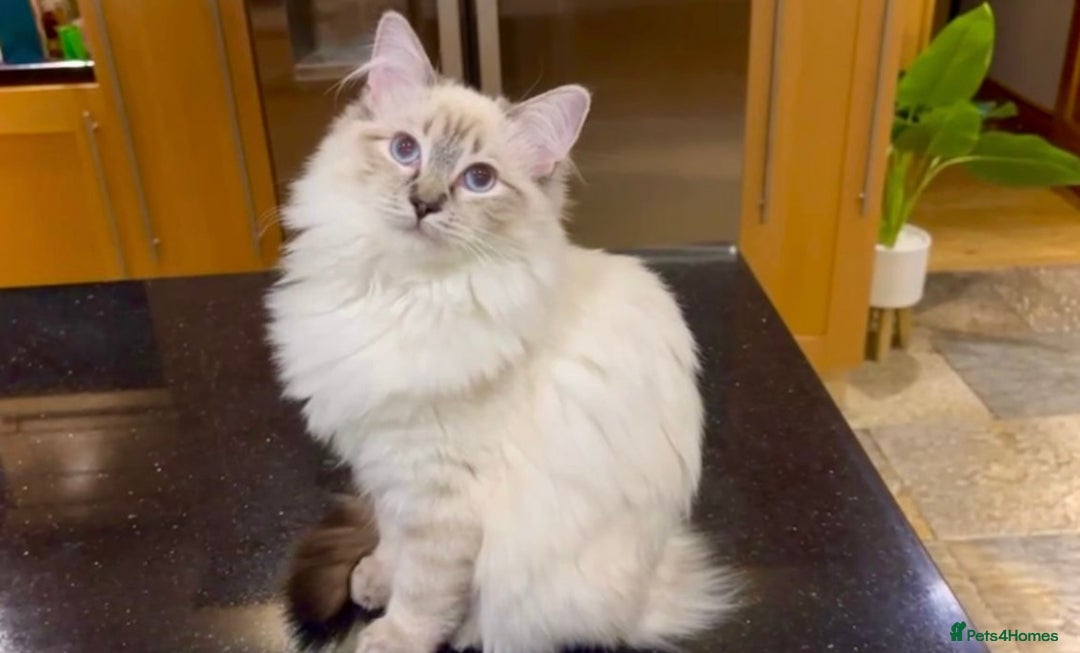 Ragdoll cats for sale: Beautiful GCCF seal lynx ragdoll kitten - Advert 3