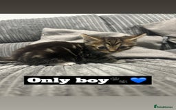 Mixed Breed cats for sale: 4 kittens - Image 2