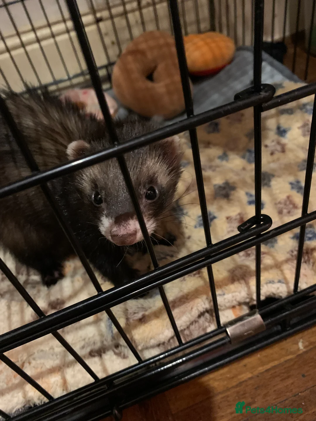 Ferret rodents for sale: 2 female ferrets Narla and Moon for rehoming  - Advert 10