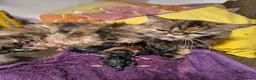 Persian cats for sale: Persian x maincoon  - Advert 7