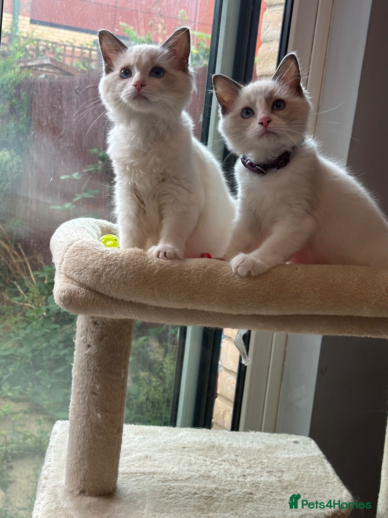 Ragdoll cats  TICA Quality Beautiful ragdoll kittens 😻🌟 - Advert 1