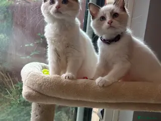Ragdoll cats TICA Quality Beautiful ragdoll kittens 😻🌟 - Advert 1