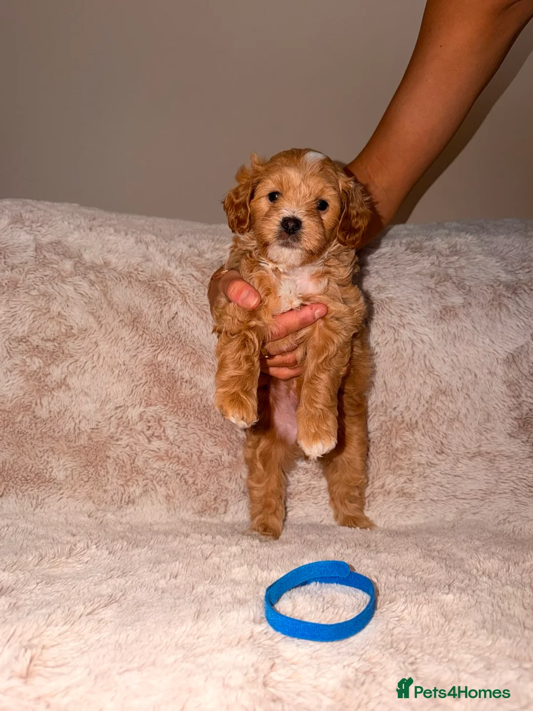 Maltipoo dogs for sale: Maltipoo Male Puppies in Glasgow - Advert 20