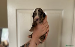 Cocker Spaniel dogs for sale: Cocker spaniel puppies - Image 4