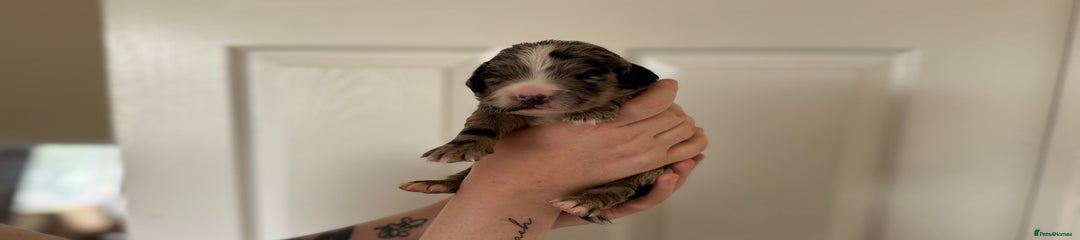 Cocker Spaniel Puppy 1
