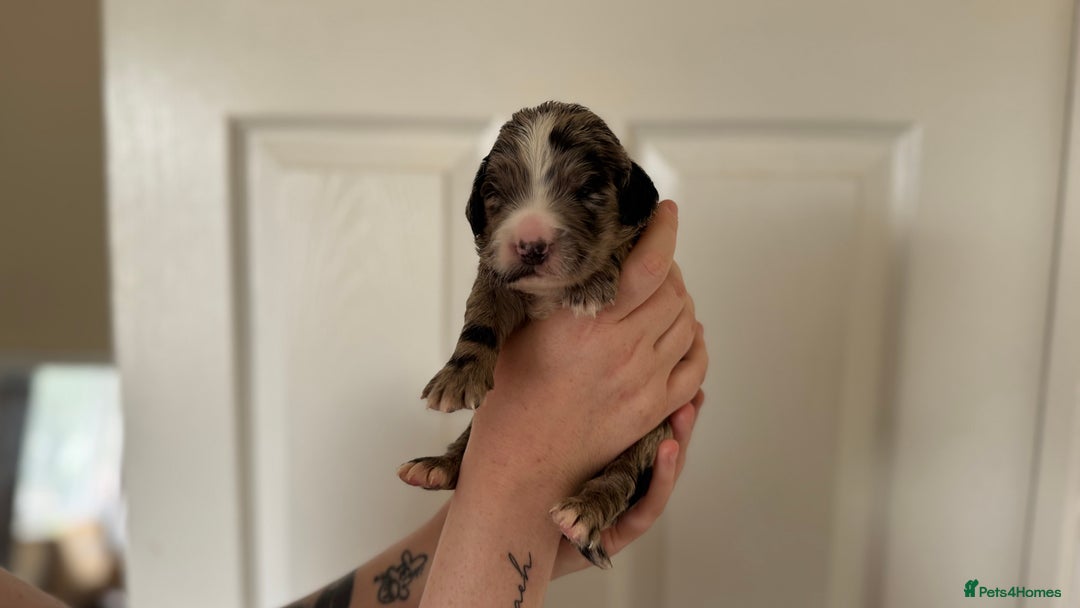 Cocker Spaniel dogs for sale: Cocker spaniel puppies - Image 4