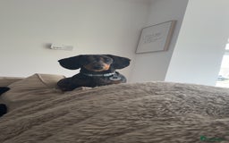 Dachshund dogs for sale: Black & Tan Dapple Dachshund - 8 month old - Image 8