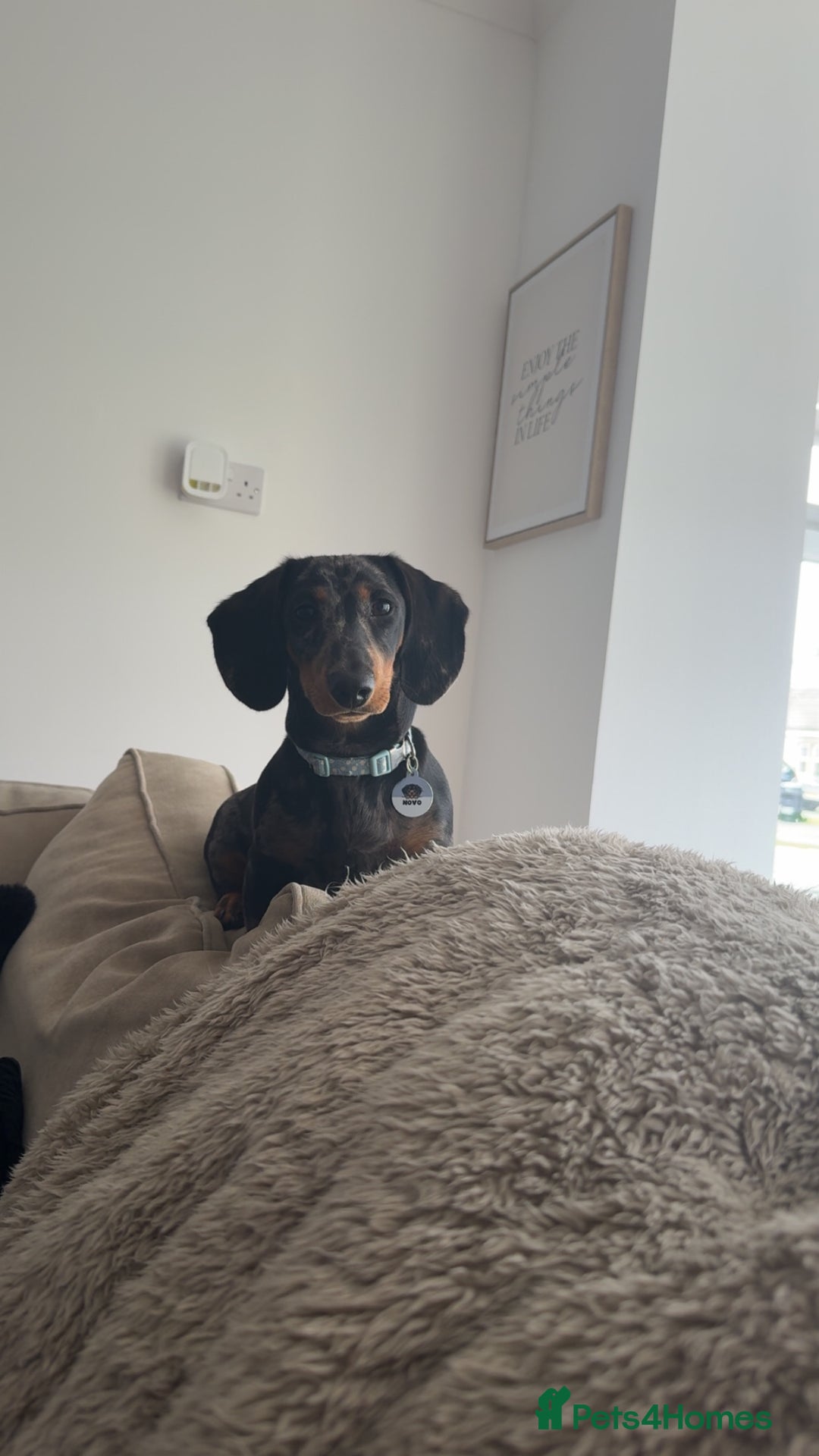 Dachshund dogs for sale: Black & Tan Dapple Dachshund - 8 month old - Image 8