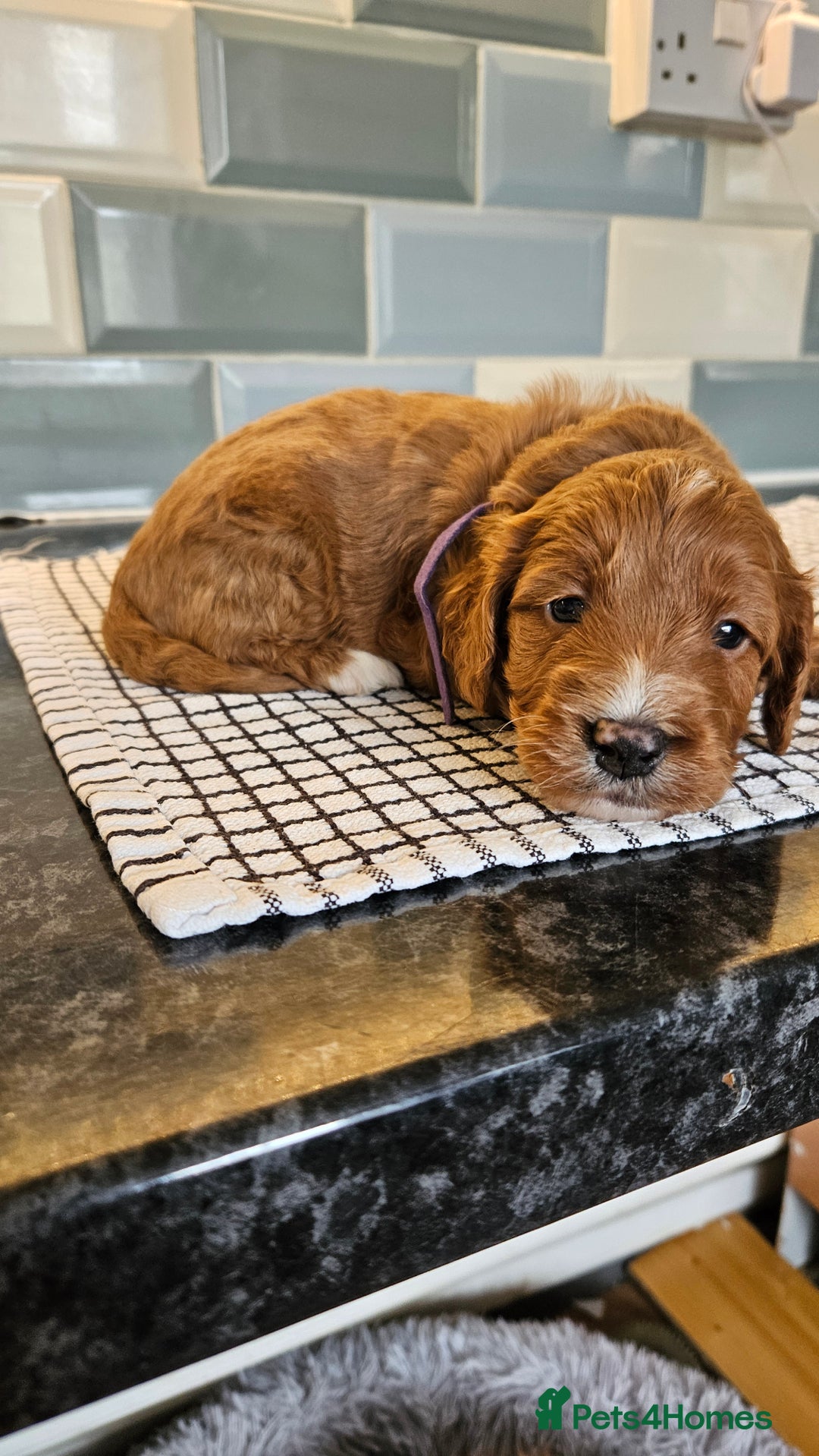 Cockapoo dogs for sale: Beautiful PRA F1B puppies - Image 24