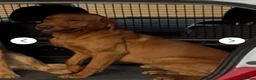 Labrador Retriever dogs for sale: 5 kc Labrador pups  - Advert 4