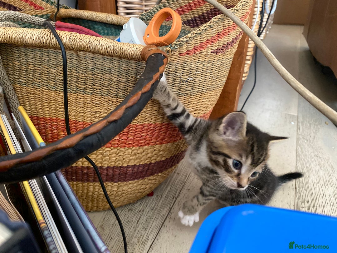 Mixed Breed cats for sale: Four beautiful little kittens - Image 30