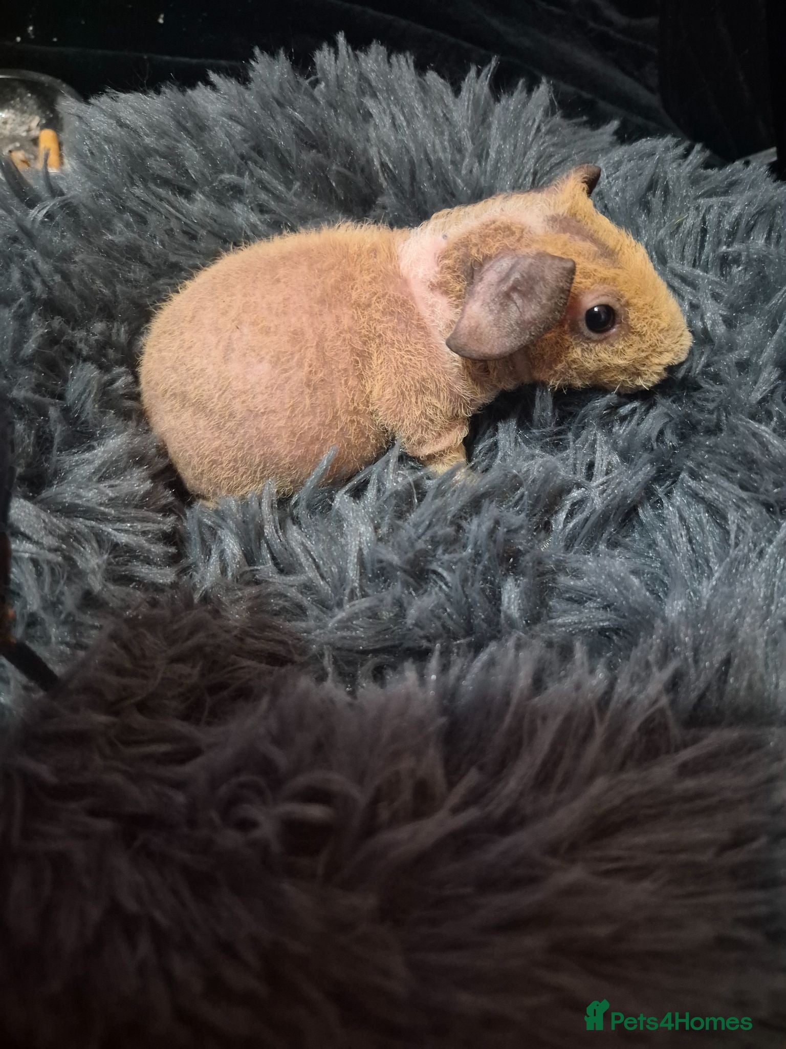 Guinea Pig rodents Skinnies - Advert 1