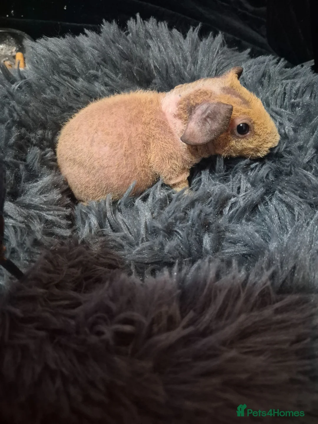 Guinea Pig rodents for sale: Skinnies - Advert 1