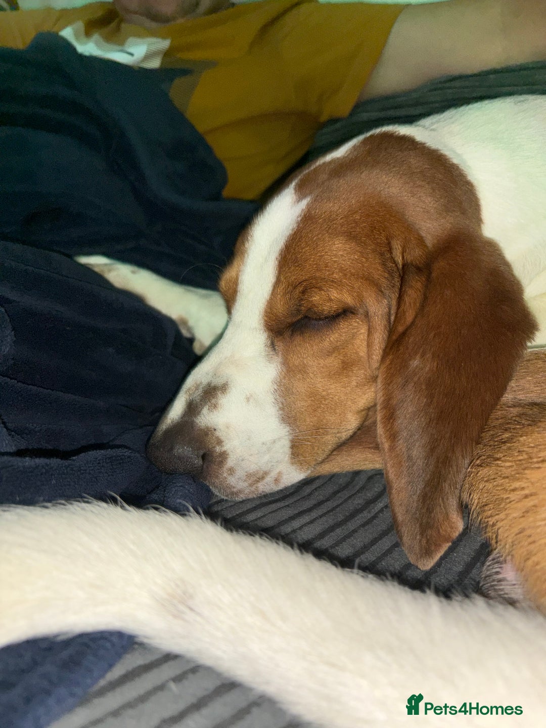 Mixed Breed dogs for sale: Beautiful Dog for rehoming - Advert 2