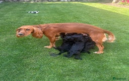 Cocker Spaniel dogs for sale: All puppies have been rehomed.  - Image 4