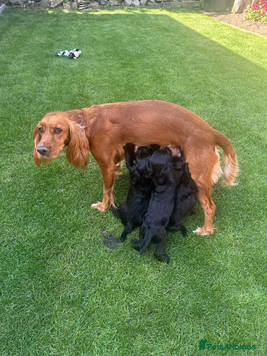 Cocker Spaniel dogs for sale: All puppies have been rehomed.  - Image 4