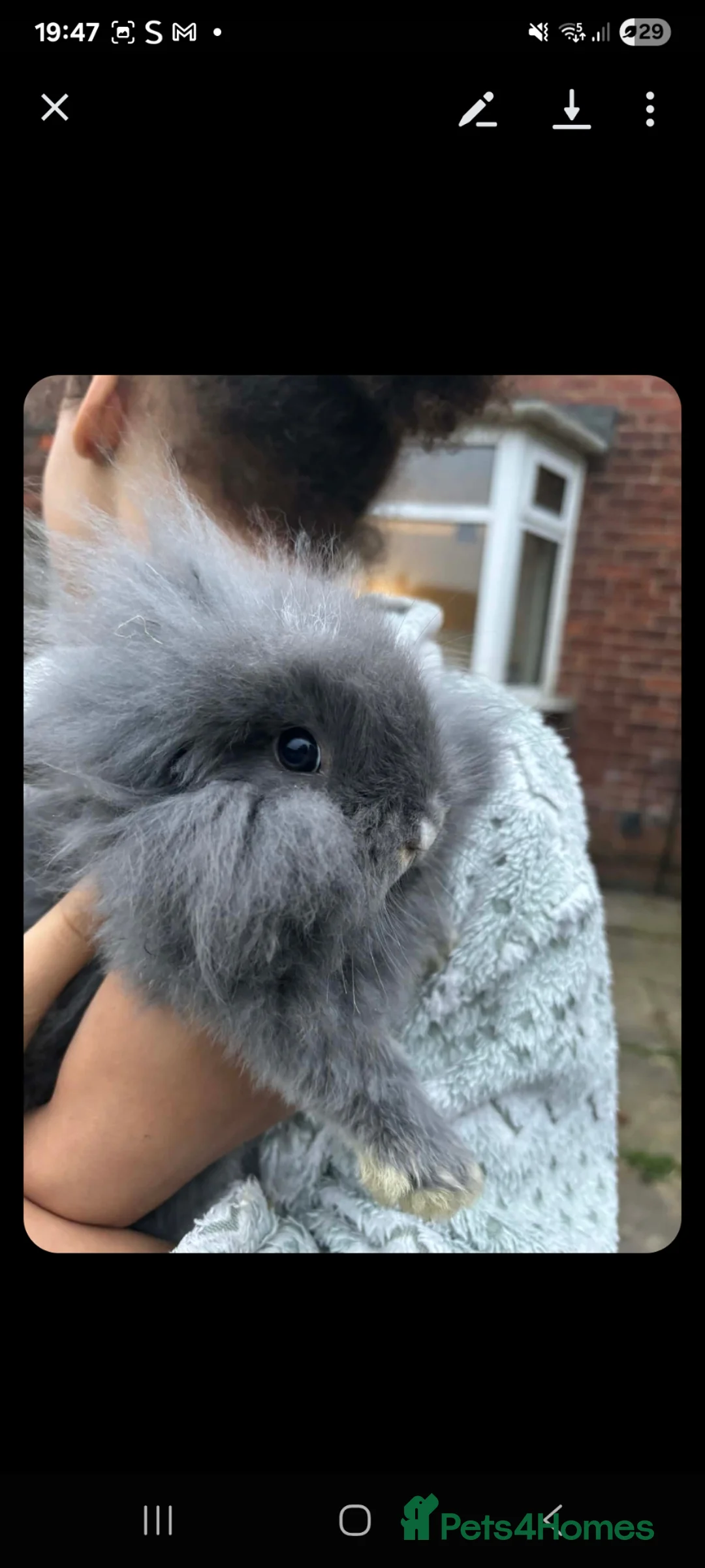 Mini Lion Lop rabbits for sale: Baby rabbits  - Advert 2