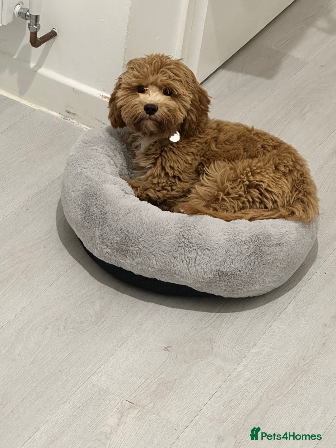 Cavapoo dogs for sale: 6 month old Trained boy Cavapoo - Image 3
