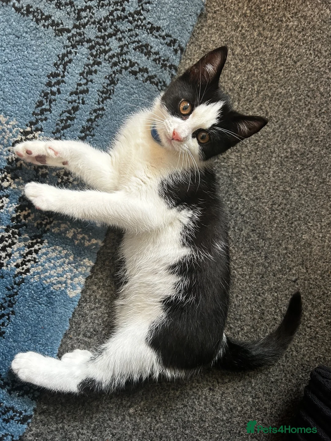 British Shorthair cats for sale: Beautiful male kitten  (£30) - Advert 1