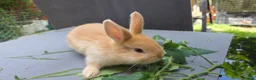 Lionhead rabbits for sale: Lion head  (Double maned) - Advert 8