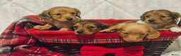 Miniature Dachshund dogs for sale: Longhaired Miniature Dachshund  - Advert 2