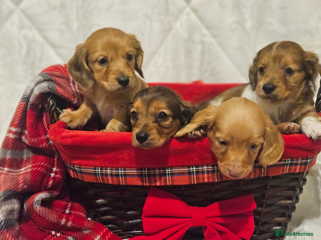 Miniature Dachshund dogs for sale: Longhaired Miniature Dachshund  - Advert 2