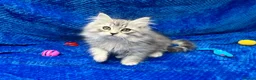 Siberian cats for sale: 🩶🩶Stunning Silver Traditional Siberian’s🩶🩶 - Advert 14