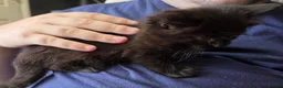 Mixed Breed cats for sale: Four adorable kittens - Advert 4