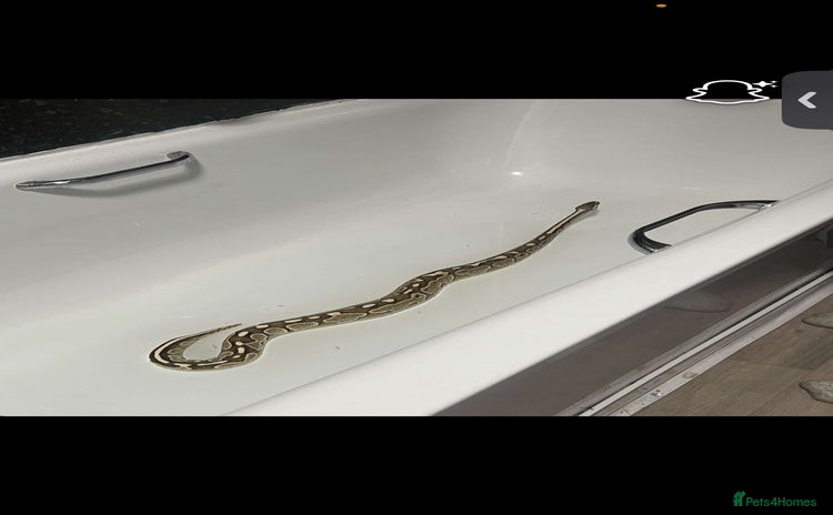 Python Snake reptiles - Advert 1
