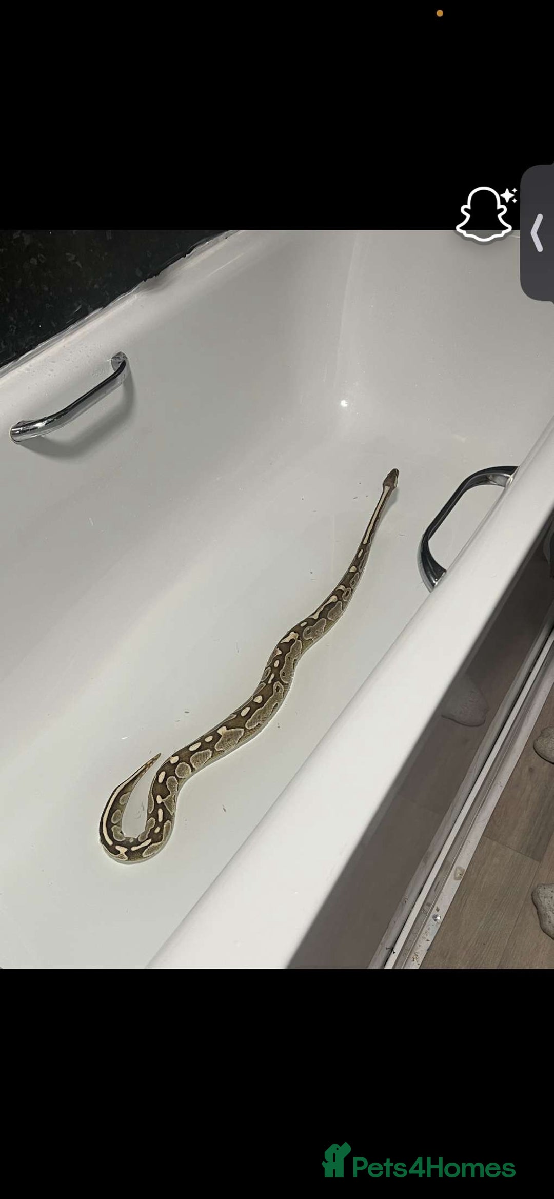 Python Snake reptiles for sale: Male royal python  - Image 1