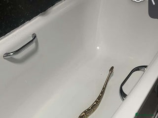 Python Snake reptiles - Advert 28