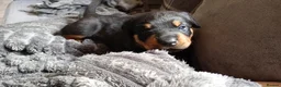 Rottweiler dogs for sale: Chunky full rottie pups  - Advert 7
