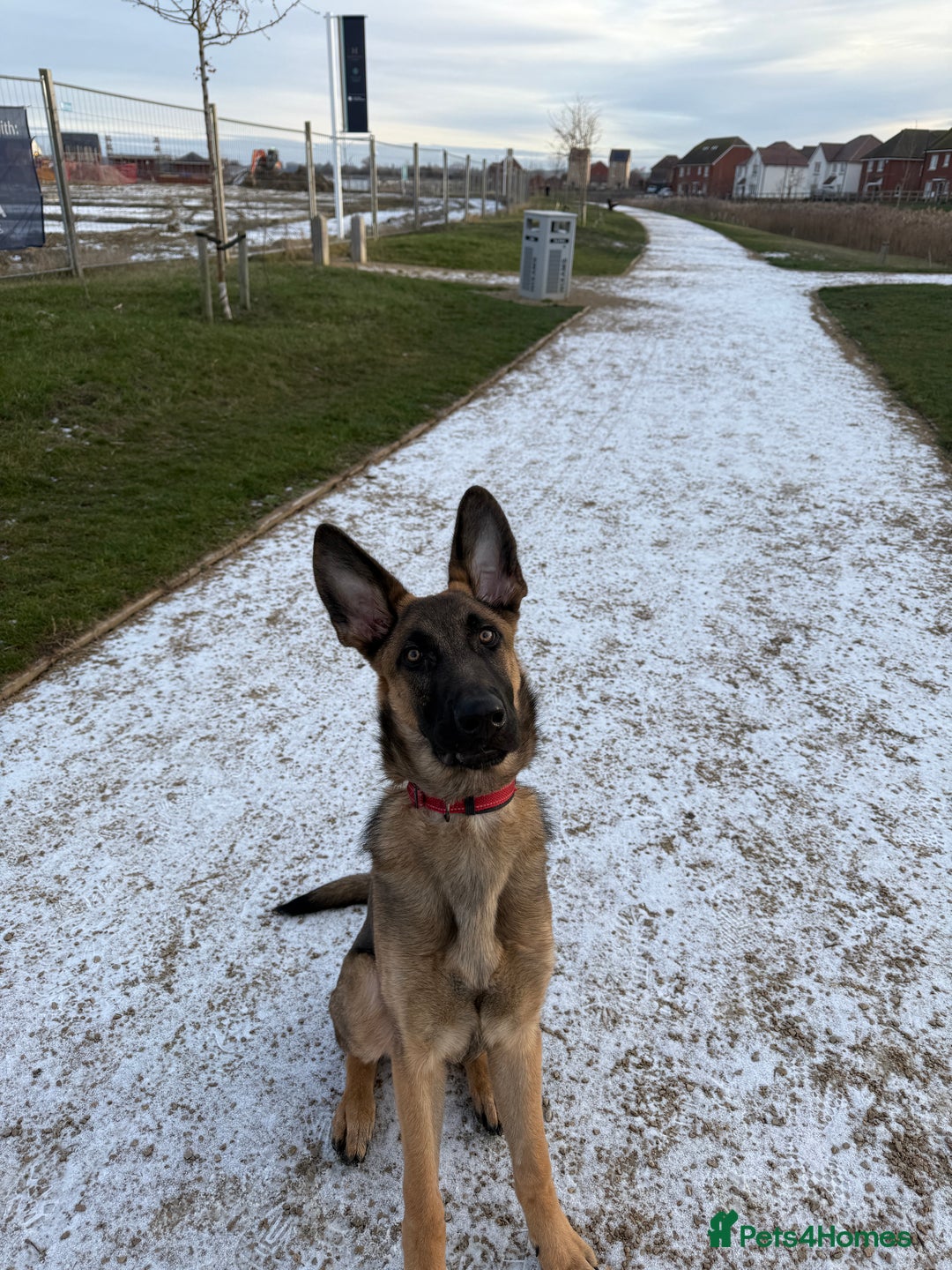 German Shepherd dogs for sale: Special home needed for Mando - Advert 1